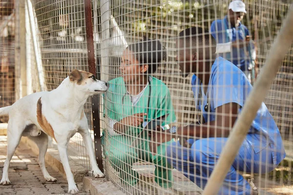 Veteriner Doktorlar Köpek Hayvan Barınağında Gönüllülerle Sağlık Personeliyle Sağlık Kontrolüyle — Stok fotoğraf