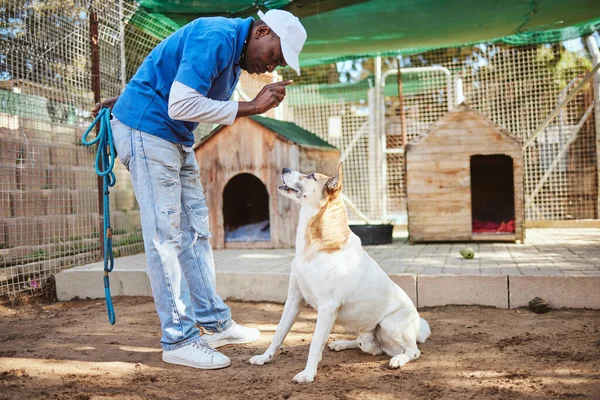 Pet dog training, animal trainer and man teaching dog respect, listening to master and owner obedience with sit command. Animal shelter worker, pet care and professional dog trainer coaching rescue.