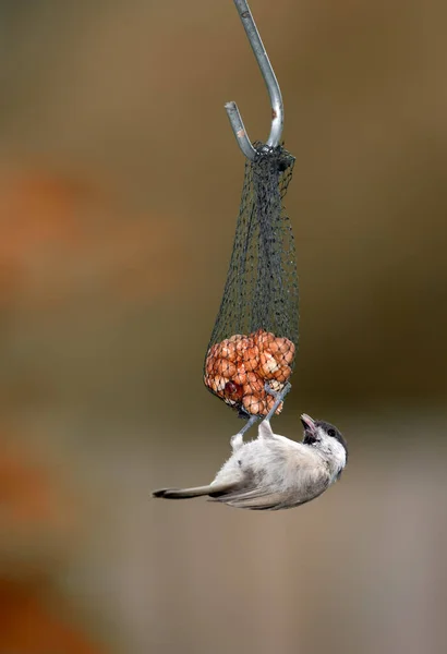 Hungry Bird Eating Food Feeder — Stock Photo, Image