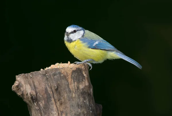 Great Tit Beautiful Garden Bird — Stock Photo, Image