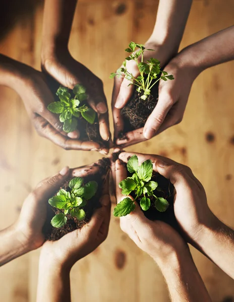 Colaborar Criar Possibilidades Grupo Pessoas Segurando Plantas Que Crescem Fora — Fotografia de Stock