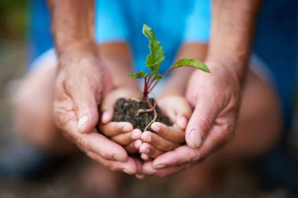 Siła Wsparcie Dorosły Dziecko Trzymające Roślinę Rosnącą Gleby — Zdjęcie stockowe