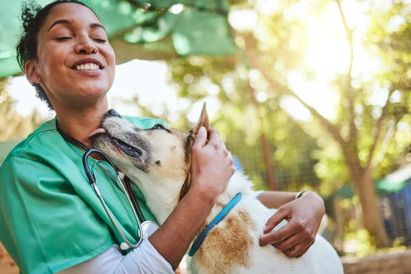 Veteriner Mutlu Köpeği Olan Bir Hemşire Tıbbi Sağlık Kontrolü Yapıyor — Stok fotoğraf