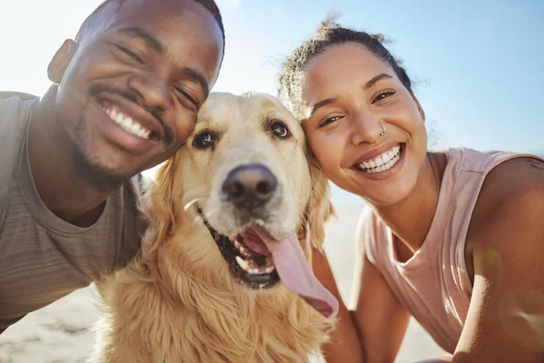 Face, dog and love with a black couple on the beach during summer walking their pet for fun or recreation together. Portrait, happy and smile with a man, woman and pet golden retriever outdoor.