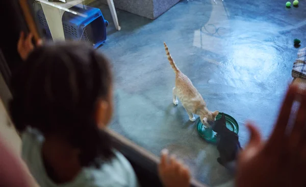 Çocuk Kız Evcil Hayvan Barınağındaki Kedileri Beslemek Kedilere Yardım Etmek — Stok fotoğraf