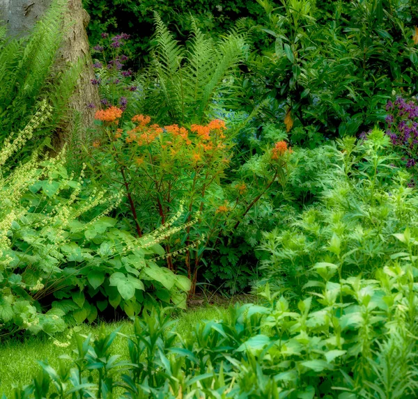 Beautiful Garden Month June Green Green Garden Paradise — Stock Fotó