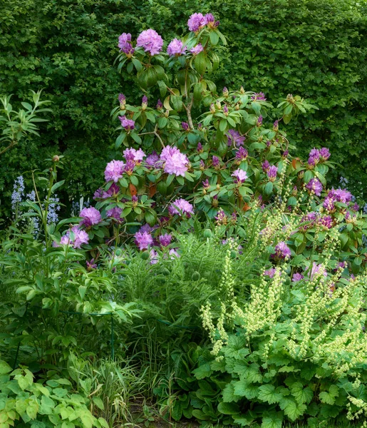 Rhododendron Garden Flowers May — Zdjęcie stockowe