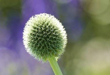 Globe Thistle flowers. Blue Globe Thistle Flowers, known as Echinops and stalwart perennial. Latin Echinops exaltatus clipart