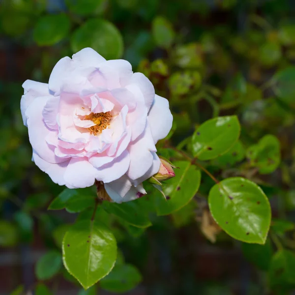 Rose Garden Photo Beautiful Pink Rose Garden — Stock Photo, Image
