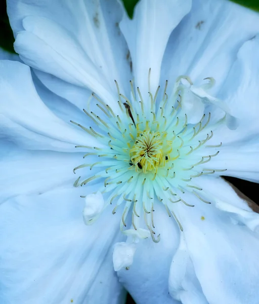 Прекрасні Бутоньєрські Квіти Садові Квіти Ростуть Зовні — стокове фото