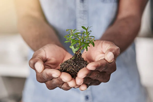 Comienzos Humildes Del Negocio Hombre Sosteniendo Una Planta Que Crece — Foto de Stock
