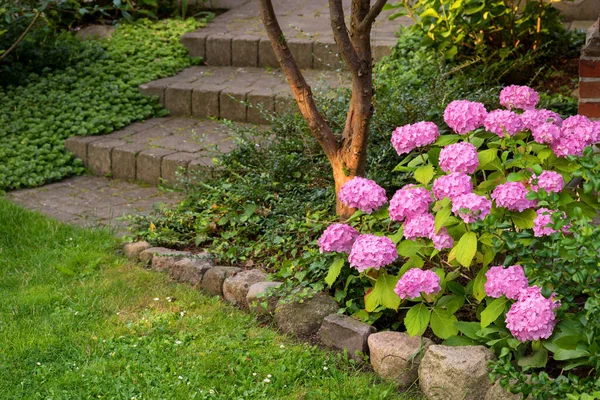 Beautiful Budding Flowers Garden Flowers Growing — Stockfoto