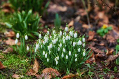 Common snowdrop - Galanthus nivalis.