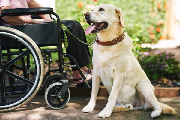 Dog on duty. a senior woman in a wheelchair with her dog