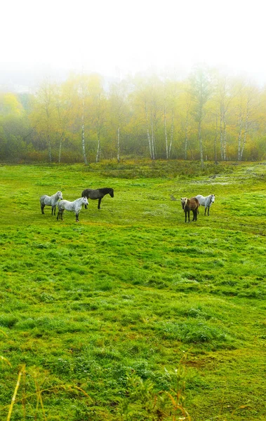 시골의 봄철의 덴마크 유틀란트 — 스톡 사진