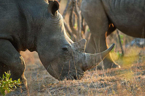 Wędrując Swobodnie Równinach Dwa Nosorożce Ich Naturalnym Środowisku — Zdjęcie stockowe