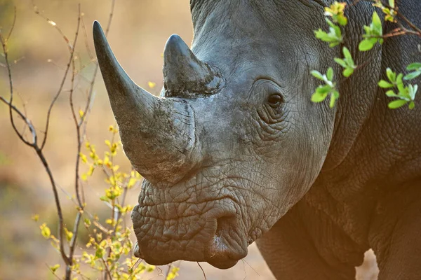 Soy Medicina Rinoceronte Hábitat Natural — Foto de Stock