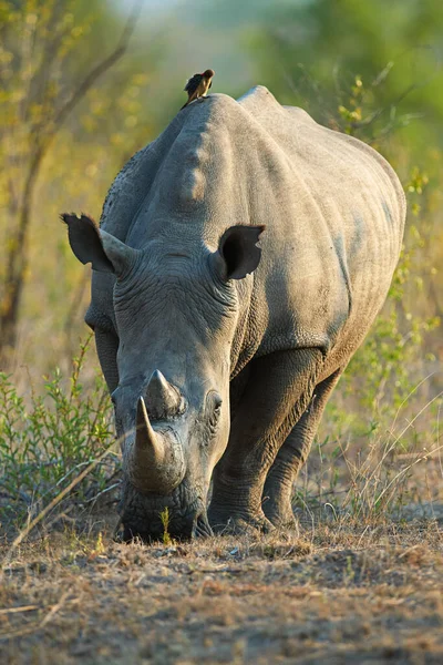 Grazing Sabana Rinoceronte Hábitat Natural — Foto de Stock