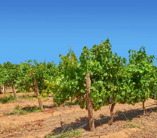 Home South African Wine Photo Wineyards Stellenbosch District Western Cape — Stock Fotó