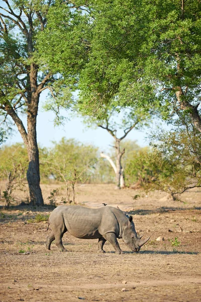 Wypas Dziczy Nosorożca Jego Naturalnym Środowisku — Zdjęcie stockowe
