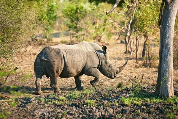 Salvo Hábitat Rinoceronte Hábitat Natural — Foto de Stock