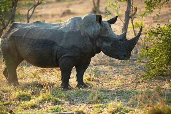 Nada Mejor Que Buen Baño Barro Rinoceronte Hábitat Natural — Foto de Stock