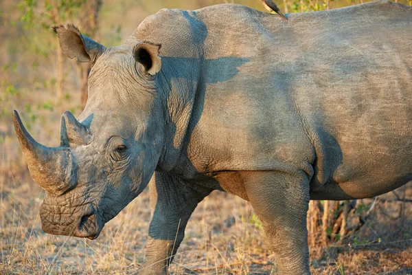Nie Pozwólcie Nosorożcowi Zniknąć Nosorożca Jego Naturalnym Środowisku — Zdjęcie stockowe