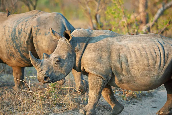 Debemos Proteger Rinoceronte Dos Rinocerontes Hábitat Natural — Foto de Stock