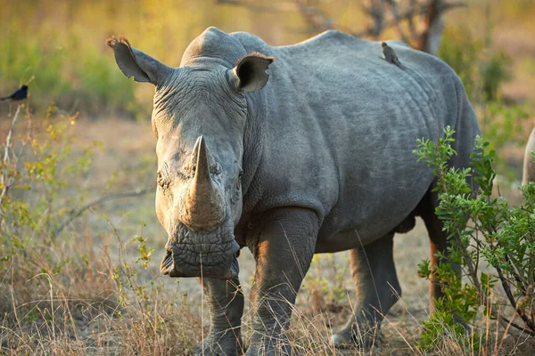 Koniec Dnia Równinach Nosorożca Jego Naturalnym Środowisku — Zdjęcie stockowe