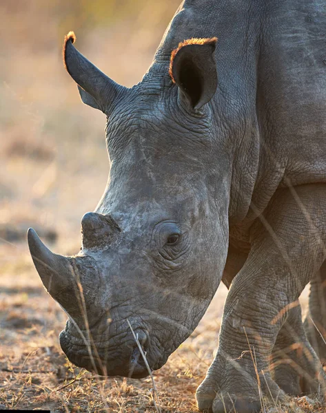Pâturage Sur Herbe Savane Rhinocéros Dans Son Habitat Naturel — Photo