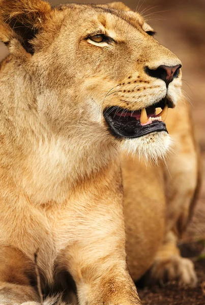 Gözüne Bir Şey Takıldı Afrika Düzlüklerinde Bir Dişi Aslan — Stok fotoğraf