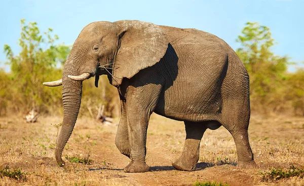 Larger Life Full Length Shot Elephant Its Natural Habitat — Stock Photo, Image