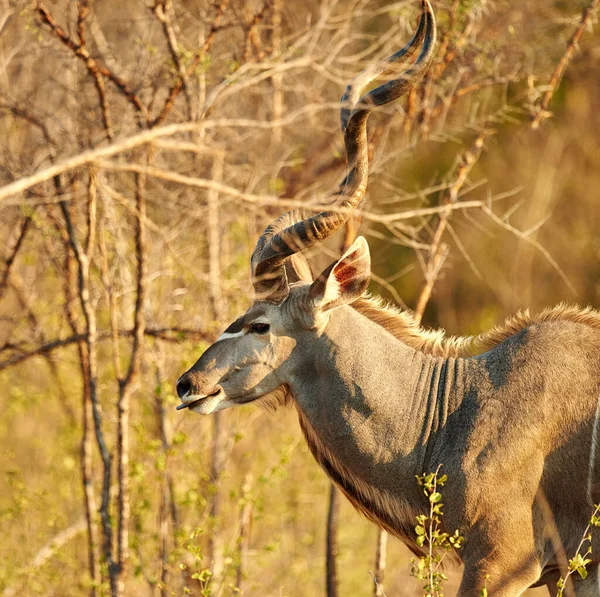 Odjur Busken Manlig Kudu Afrikas Slätter — Stockfoto