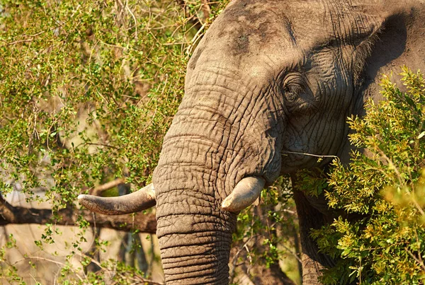 Gigante Africano Elefante Hábitat Natural — Foto de Stock