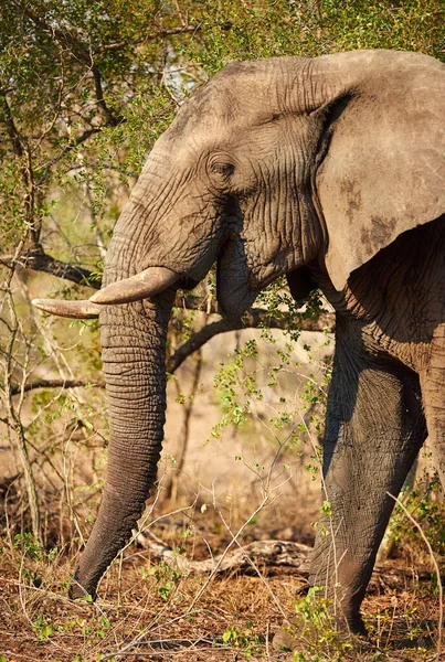 거칠어 서식지에 코끼리 — 스톡 사진