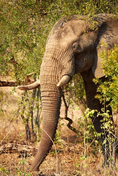 Ist Ein Gigant Unter Den Giganten Ein Elefant Seinem Natürlichen — Stockfoto