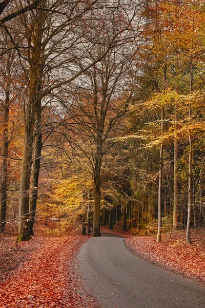 Colors Autumn Marselisborg Forests Marselisborg Forests Simply Marselisborg Forest 300 — 스톡 사진
