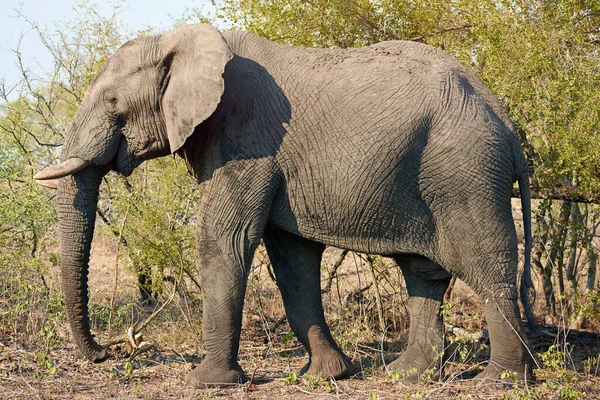 Gigante Entre Los Gigantes Tiro Longitud Completa Elefante Naturaleza —  Fotos de Stock
