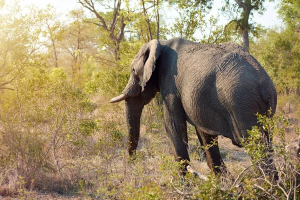 코끼리는 참으로 위풍당당 동물이다 코끼리의 — 스톡 사진