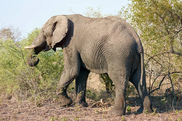 간식을 즐기는 코끼리의 — 스톡 사진