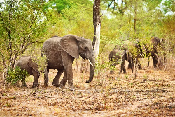 Creciendo Una Manada Foto Completa Una Manada Elefantes Hábitat Natural — Foto de Stock