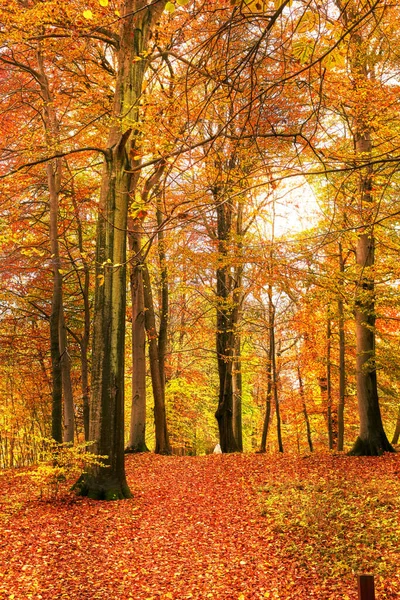 Χρώματα Του Φθινοπώρου Marselisborg Δάση Marselisborg Δάση Απλά Marselisborg Δάσος — Φωτογραφία Αρχείου