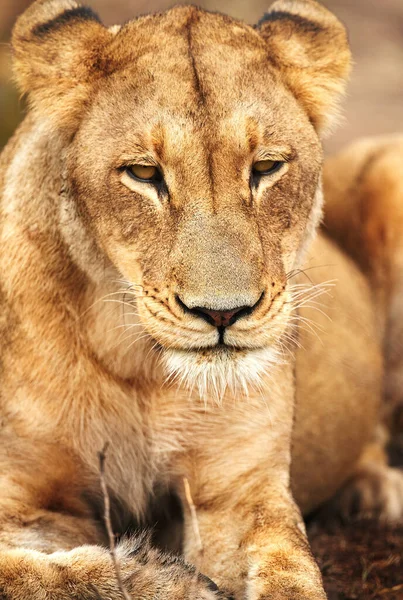 Daha Büyük Bir Gururun Parçası Afrika Düzlüklerinde Bir Dişi Aslan — Stok fotoğraf