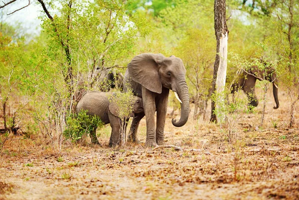 Los Elefantes Tienen Lazos Familiares Profundos Foto Completa Una Manada —  Fotos de Stock