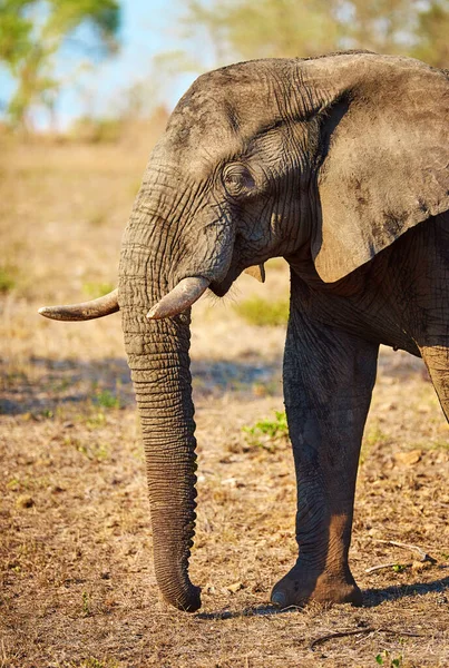 Chico Más Grande Cuadra Elefante Hábitat Natural —  Fotos de Stock