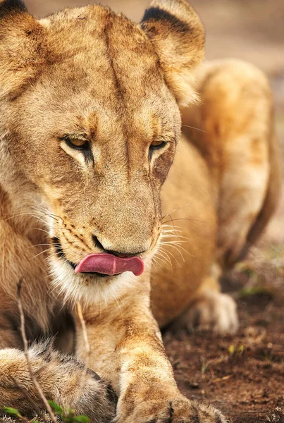 Avlanma Düşüncesiyle Dudaklarını Yalıyor Afrika Düzlüklerinde Bir Dişi Aslan — Stok fotoğraf