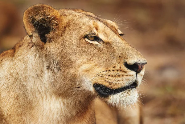 Ormanın Kraliçesi Gibi Hissediyorum Afrika Düzlüklerinde Bir Dişi Aslan — Stok fotoğraf