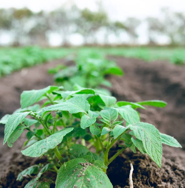 Agricultura Plantas Ecologia Uma Fazenda Para Crescimento Alimentos Agricultura Sustentabilidade — Fotografia de Stock