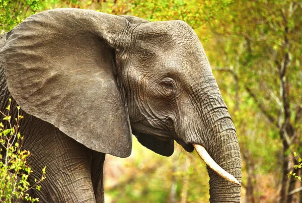 Ella Debe Ser Matriarca Elefante Hábitat Natural —  Fotos de Stock