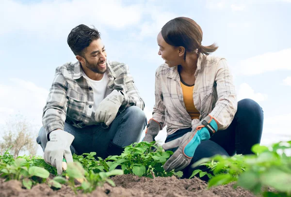 Farming, agriculture and couple doing gardening together with plants in soil for sustainability on an agro farm in the countryside. Teamwork of man and woman farmer during harvest season in a garden.